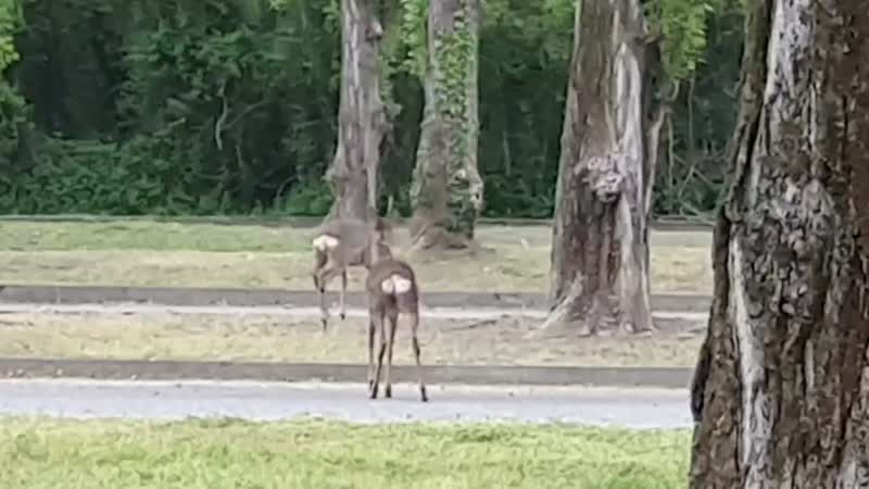 Caprioli a passeggio nel parcheggio di Comdata IL VIDEO