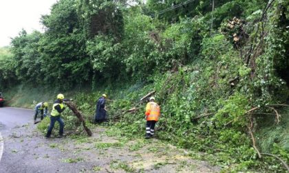 Alberi pericolanti in Collina, intervengono i volontari
