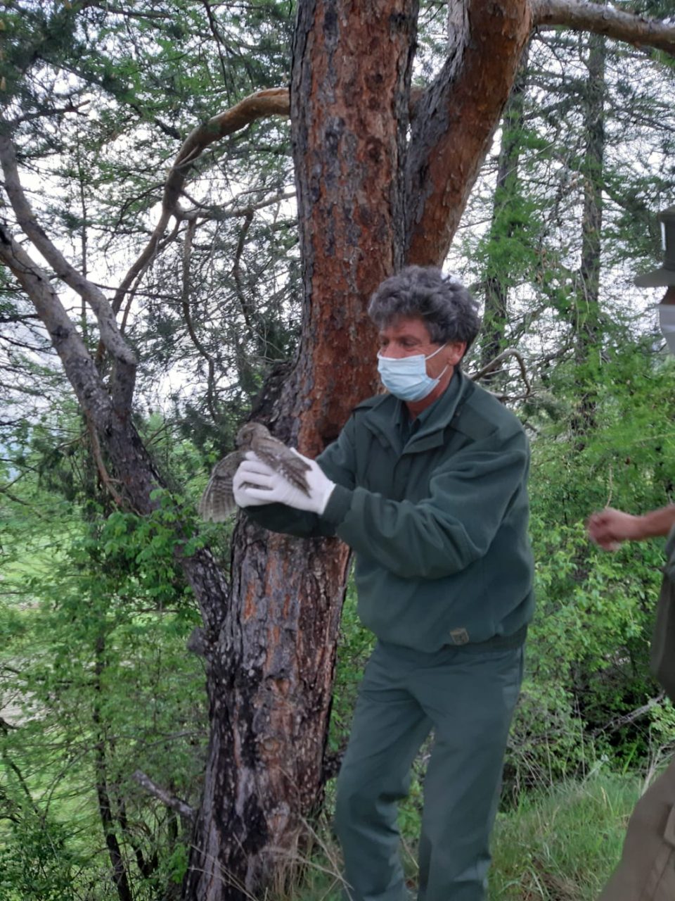 Rimesso in libertà l’assiolo recuperato in un camino LE FOTO