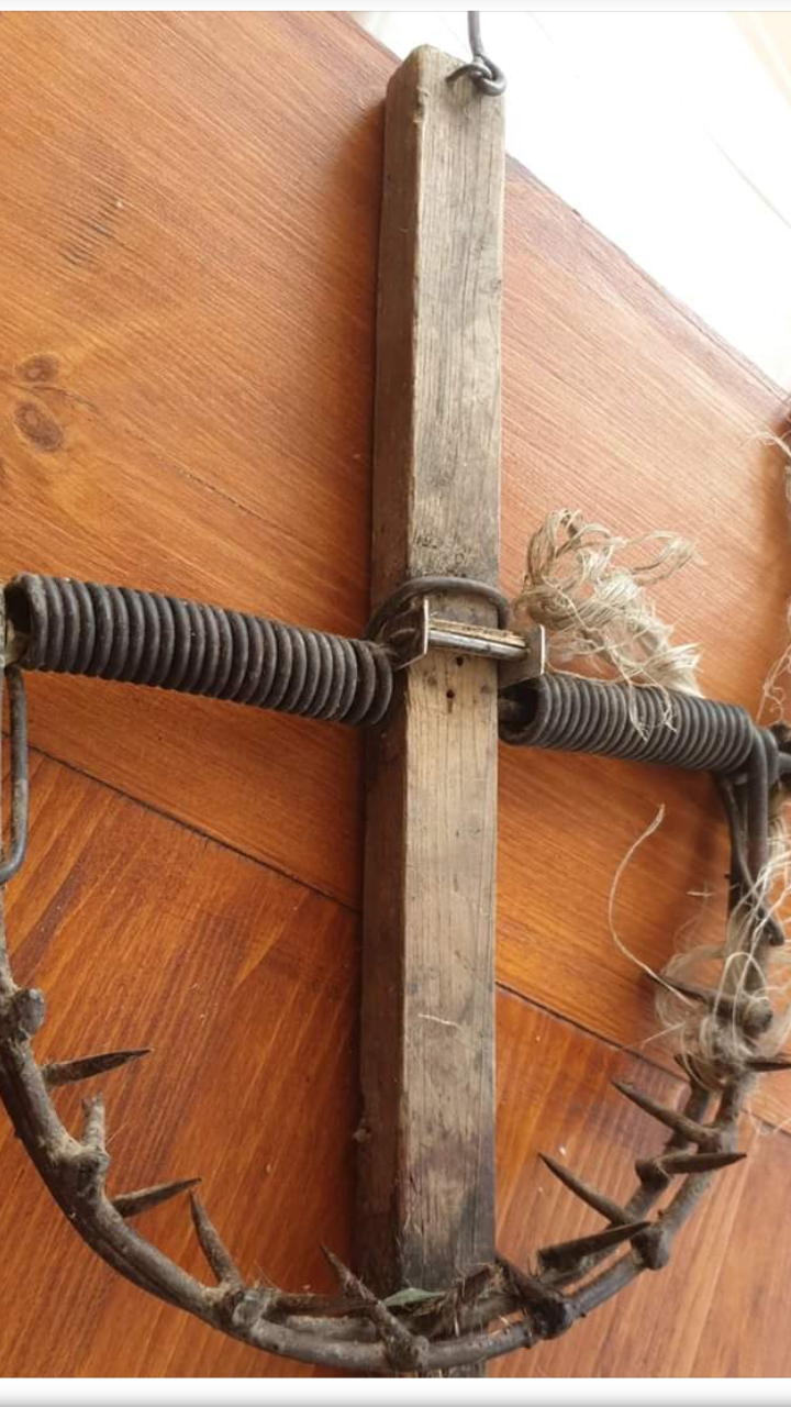 Gatto intrappolato in una tagliola: si cerca l’autore del gesto