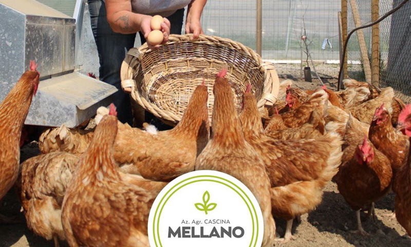 Galline decapitate e attrezzature rubate in un’azienda agricola