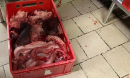 Sporco e cibo mal conservato in macelleria: maxi multa