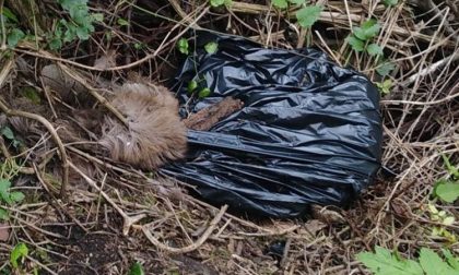 Animali morti chiusi in un sacco