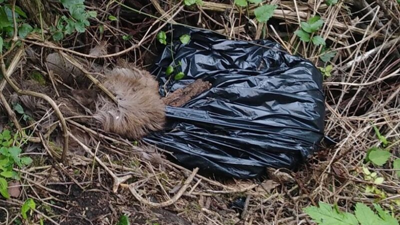 Animali morti chiusi in un sacco