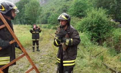 Capriolo cade nel canale: salvato dai vigili del fuoco