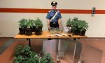 Barattoli di marijuana nascosti tra le spezie: arrestato produttore droga “km0”