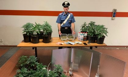 Barattoli di marijuana nascosti tra le spezie: arrestato produttore droga “km0”