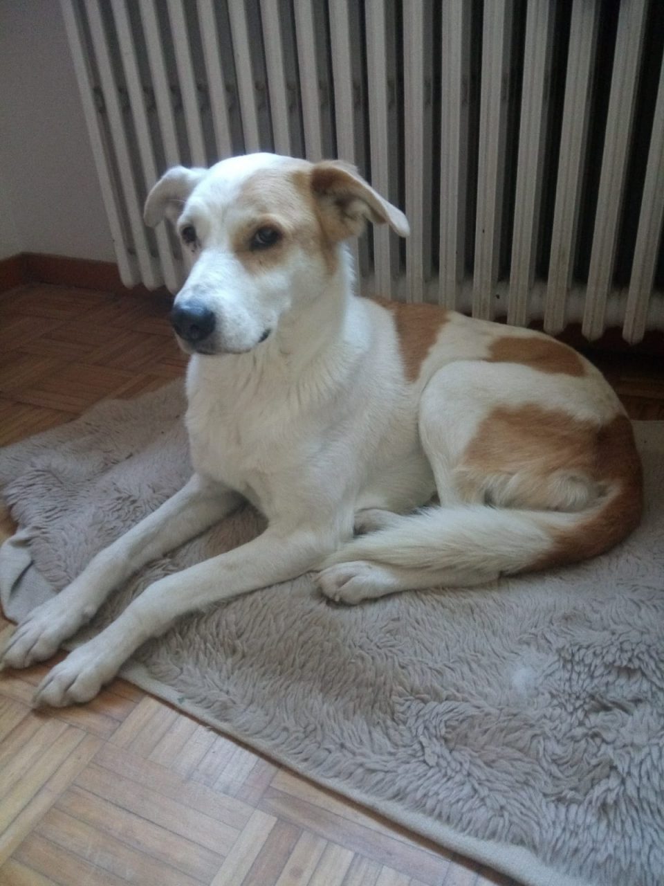 L’appello per Zeva che rischia di restare in canile