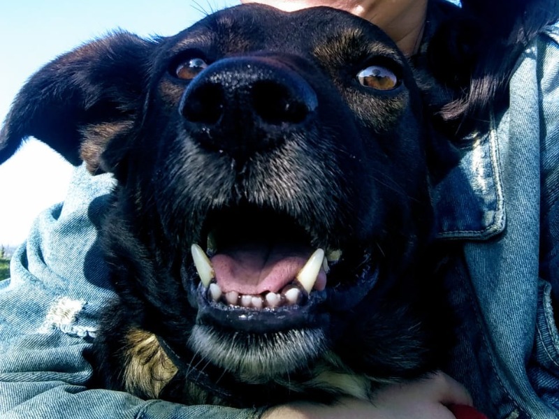 Cane ucciso da un boccone avvelenato