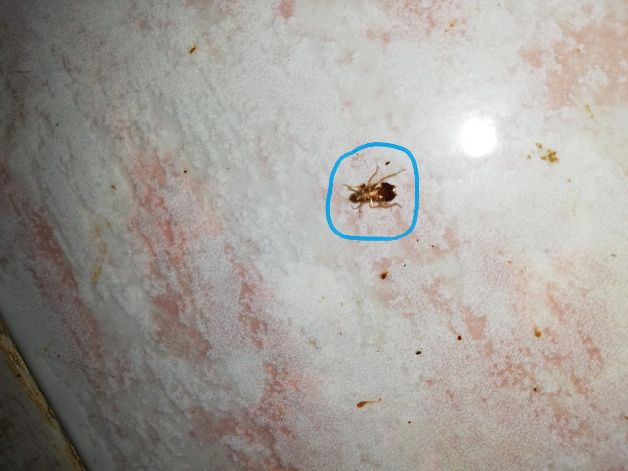 Olio esausto nella friggitrice e insetti in cucina, sanzionato titolare LE FOTO