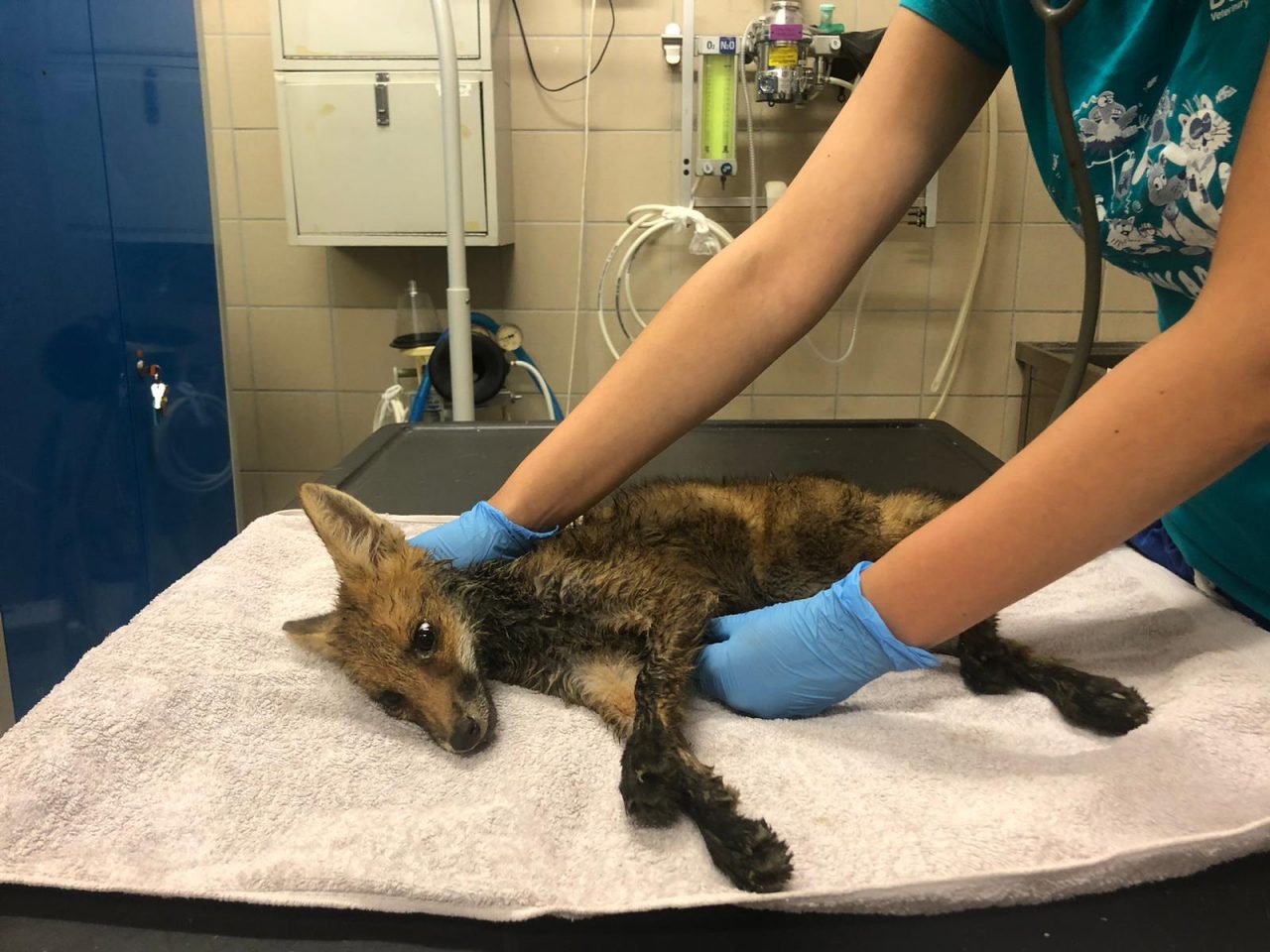 Piccola volpe recuperata in un canale LE FOTO