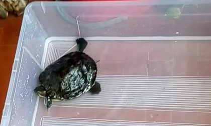 Scomparsa tartaruga malata: è stata ritrovata
