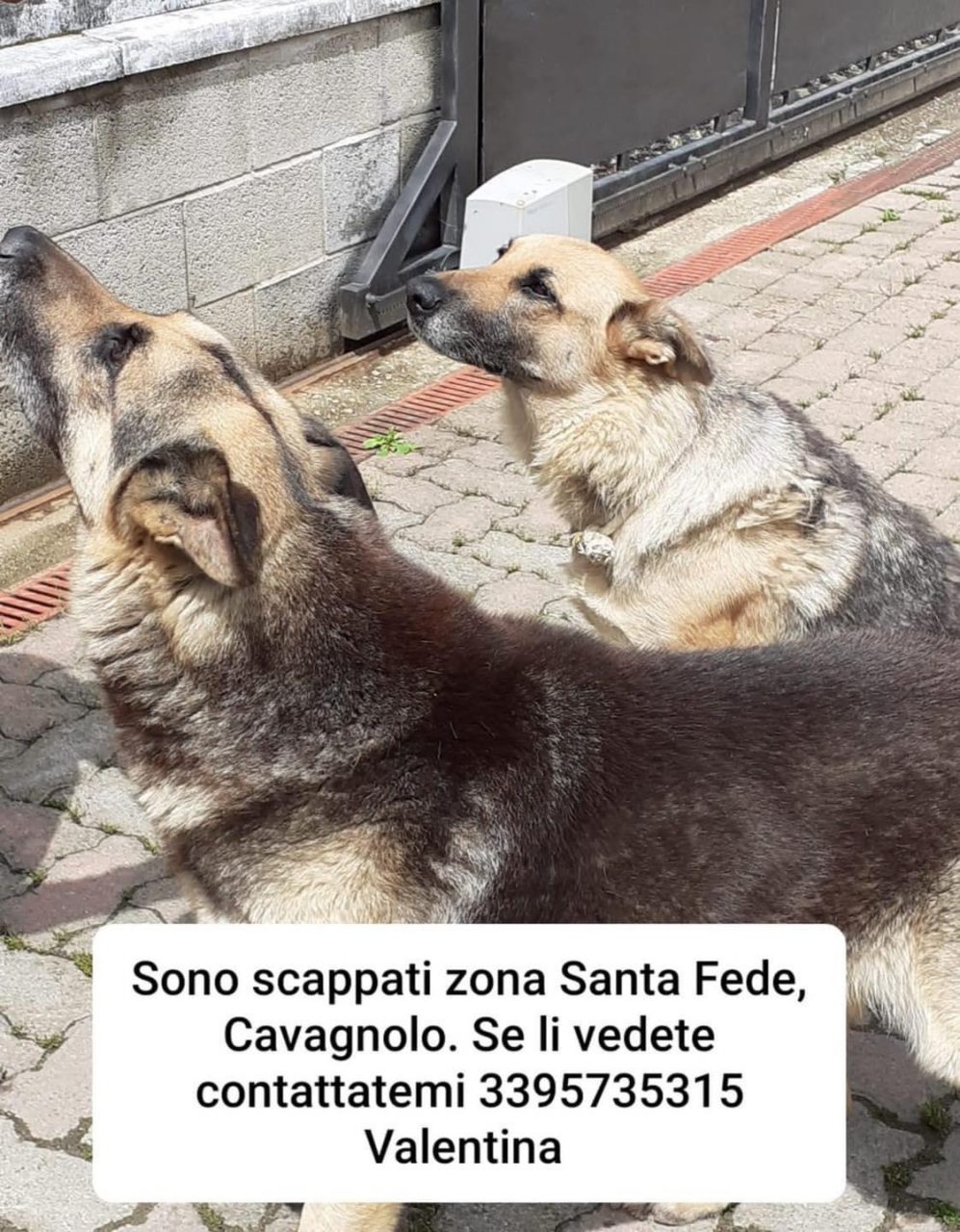 Cani scomparsi, da giorni non tornano più a casa