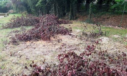 Cade un grosso albero: chiuso il parco giochi a Brandizzo