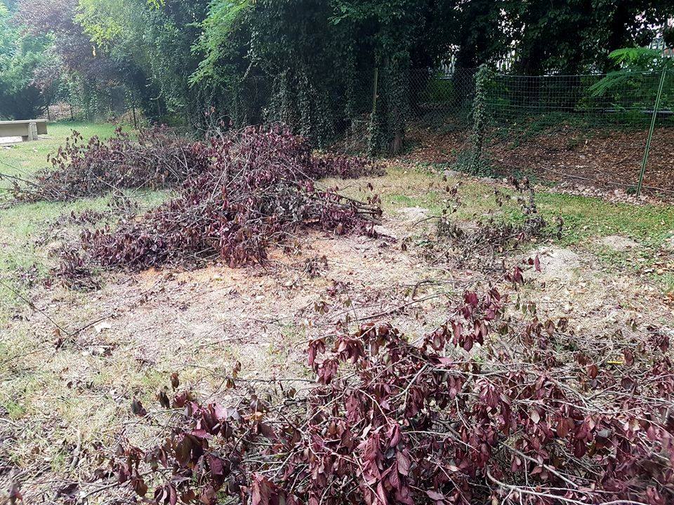 Cade un grosso albero: chiuso il parco giochi a Brandizzo