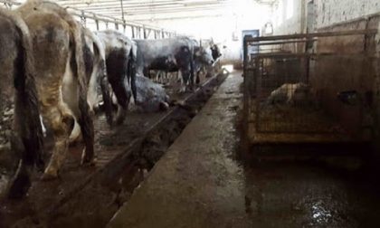 Bovini denutriti e tenuti nella sporcizia: denunciati tre allevatori