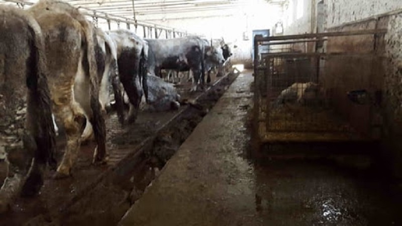 Bovini denutriti e tenuti nella sporcizia: denunciati tre allevatori