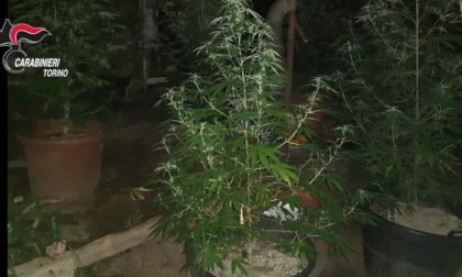 Marijuana nel giardino di casa, arrestata una coppia di cinquantenni