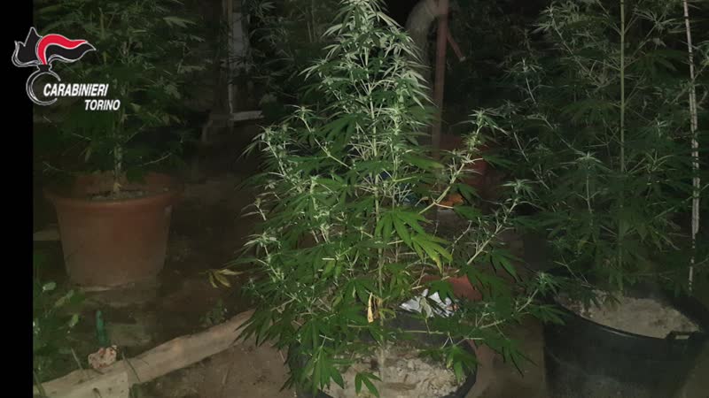 Marijuana nel giardino di casa, arrestata una coppia di cinquantenni