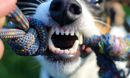 Bimbo di 4 anni azzannato al volto da un cane