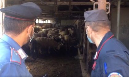 Mattatoio clandestino, macellano ovini senza autorizzazione