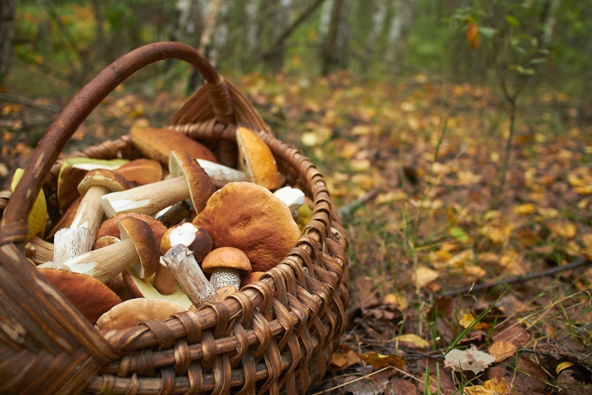 Funghi, a disposizione il centro di controllo micologico dell’Asl To4
