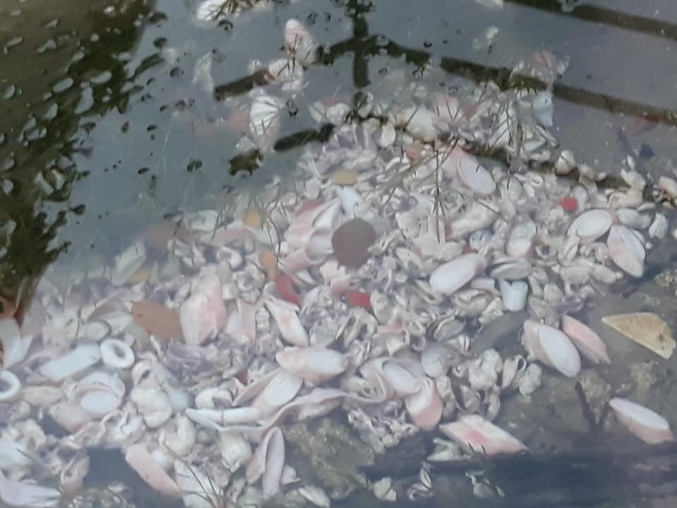 Gettati scarti di pesce e insalata di mare nel lavatoio di Rodallo