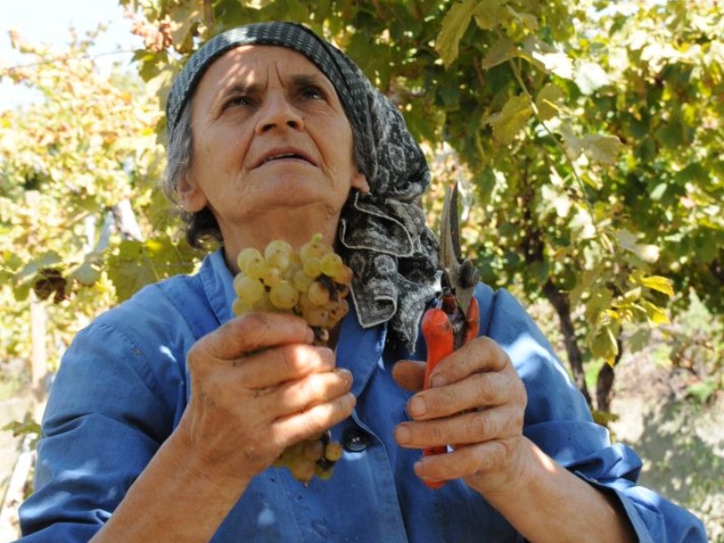 Festa dell’Uva Erbaluce, leggenda e realtà della vitivinicoltura canavesana