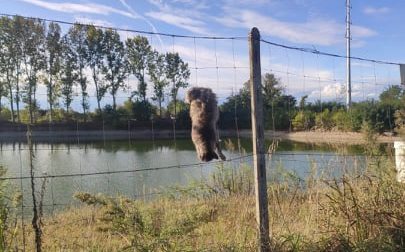 Gatto ucciso e appeso a penzoloni nella rete del laghetto