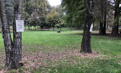 Sette alberi saranno abbattuti al parco del Mauriziano