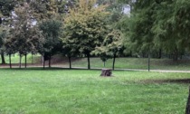 Sette alberi saranno abbattuti al parco del Mauriziano