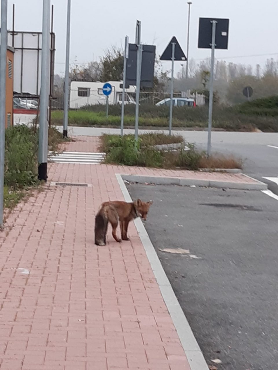 Avvistata una volpe nei pressi del polo medico