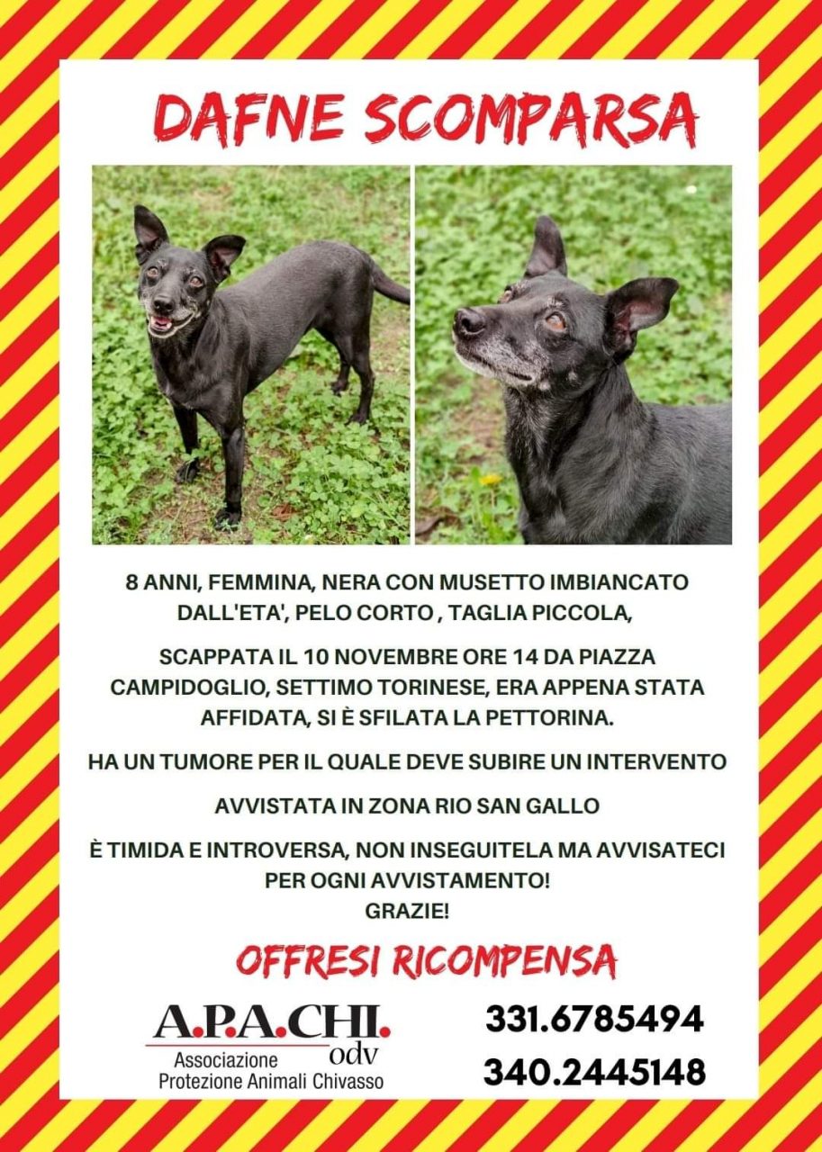 E scomparsa la cagnetta Dafne