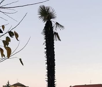 Adolescenti annoiati incendiano una palma