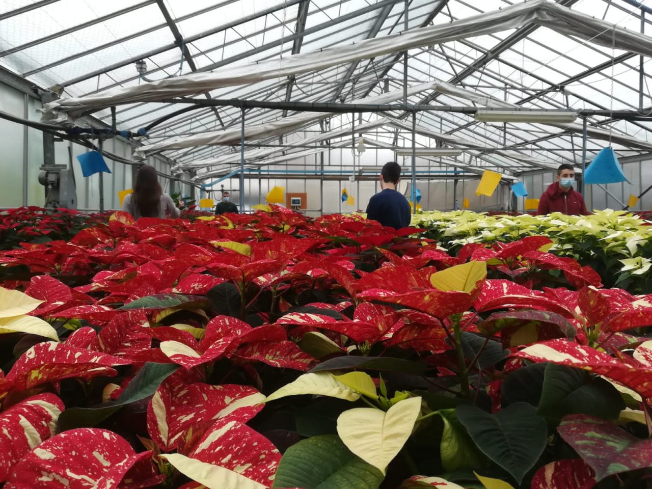Via libera alla vendita di piante e fiori durante tutta la settimana