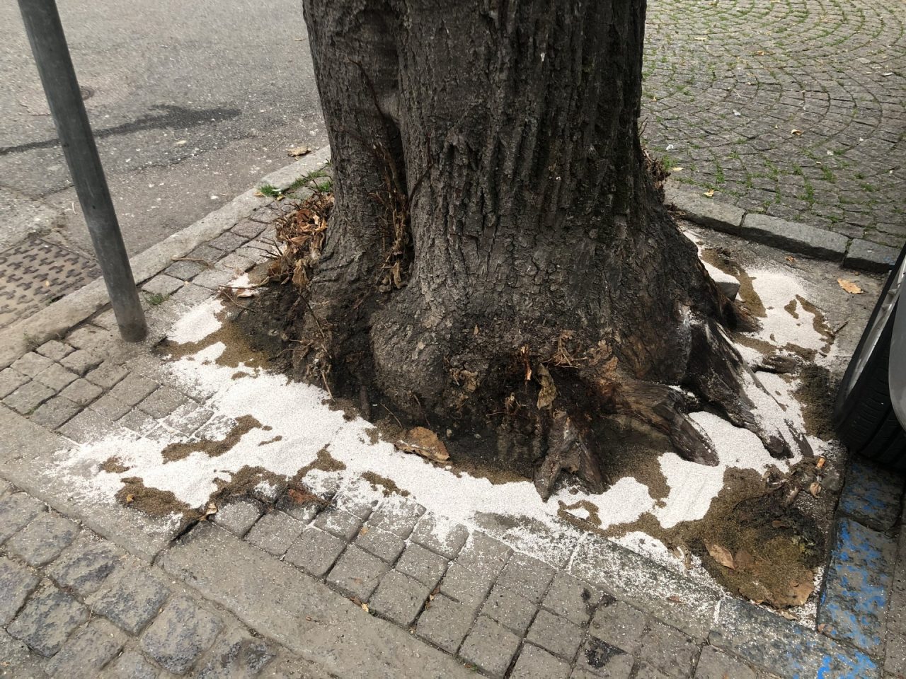 Acido per uccidere gli alberi di via Roma