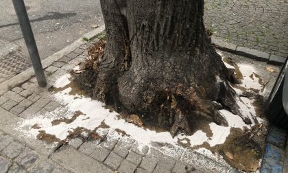 Acido per uccidere gli alberi di via Roma