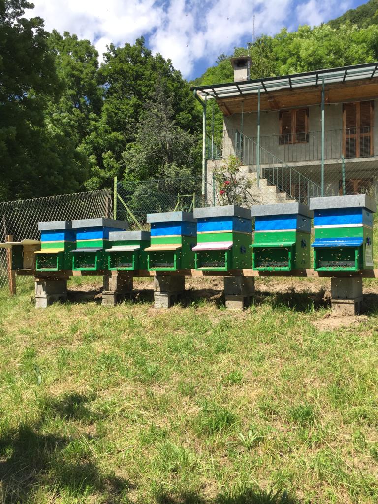 Ladri scatenati rubano anche le arnie degli apicoltori