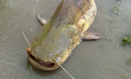 Denunciati per aver pescato illegalmente dieci “pesci siluro”