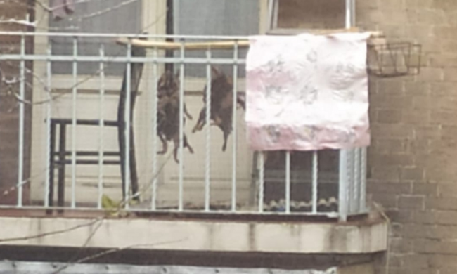 Nutrie impiccate al balcone per cucinarle…ma sono polli