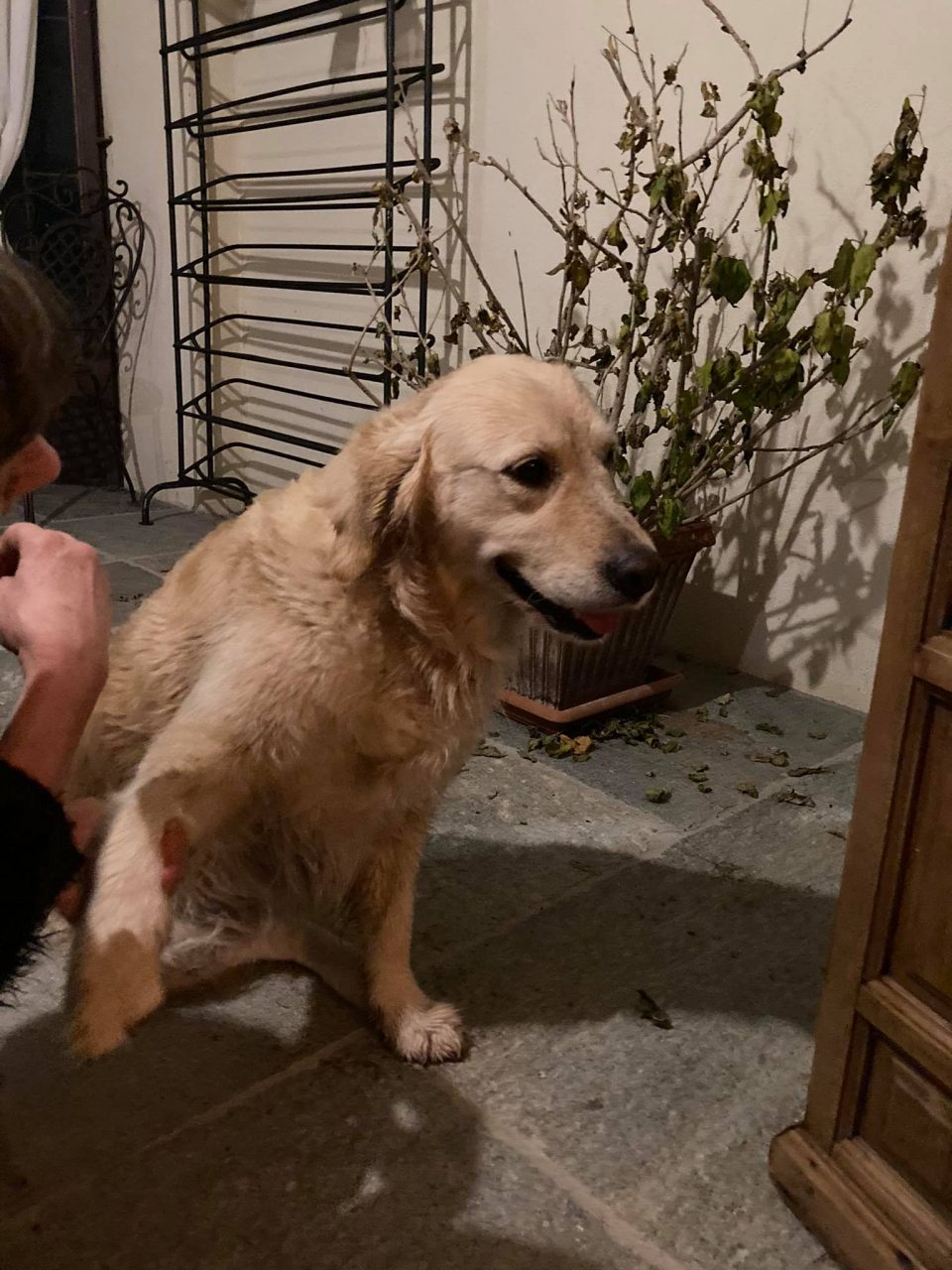 Trovata una femmina di Labrador: chi l’ha persa?