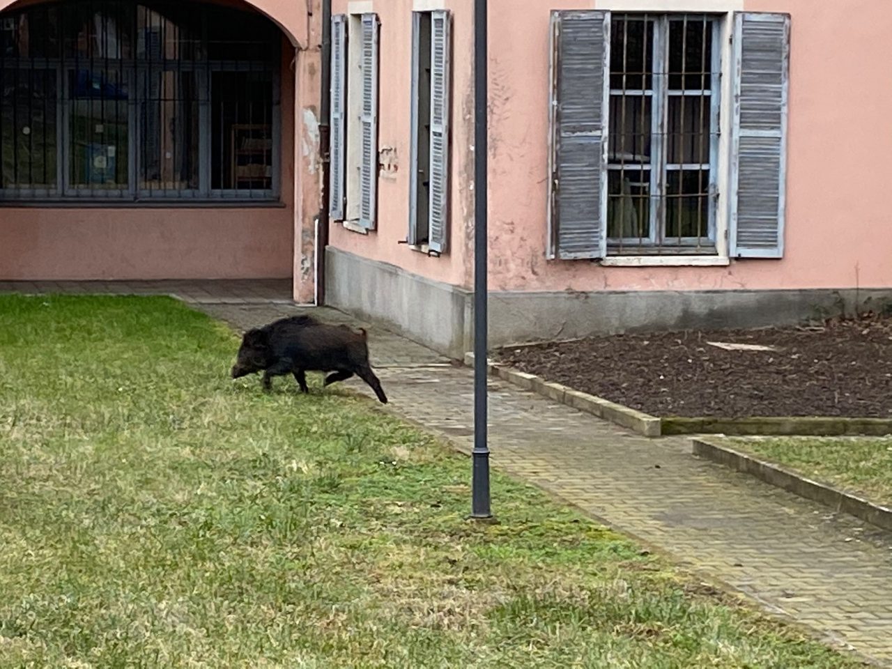 Un cinghiale all’interno del Parco Tournon: è scappato IL VIDEO