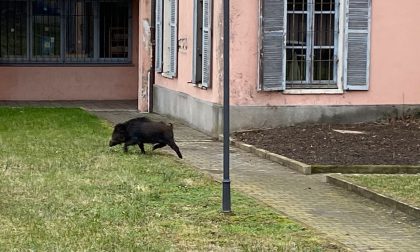 Cinghiale al parco, «La Regione intervenga, non aspettiamo il morto»