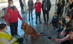 All'aeroporto arrivano i cani anti Covid LE FOTO
