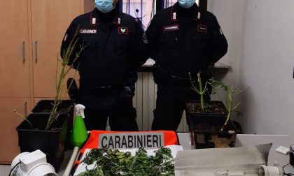 Coltiva marijuana in casa e minaccia i Carabinieri, denunciato