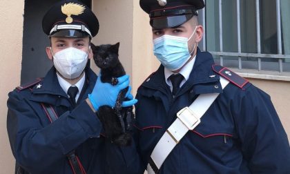 Oggi è la giornata del gatto: il messaggio dei Carabinieri