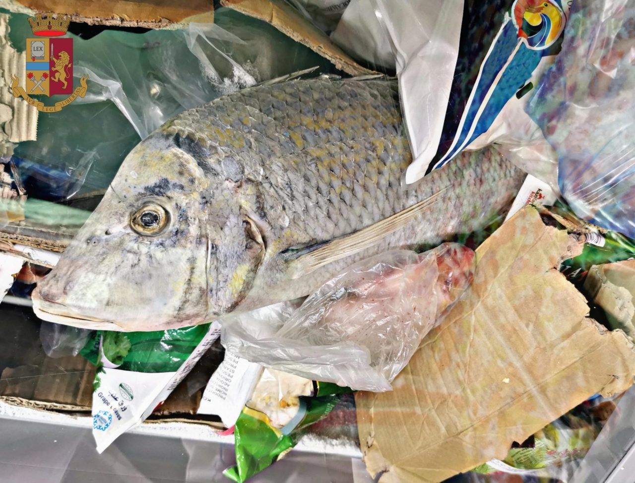 Orrore in macelleria, trovati alimenti in cattivo stato di conservazione LE FOTO