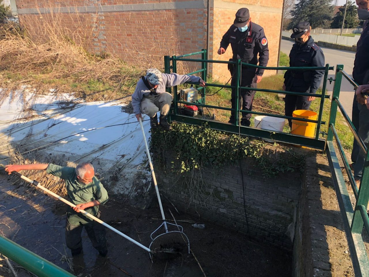 Centinaia di pesci salvati nel Canale Gazzelli I VIDEO
