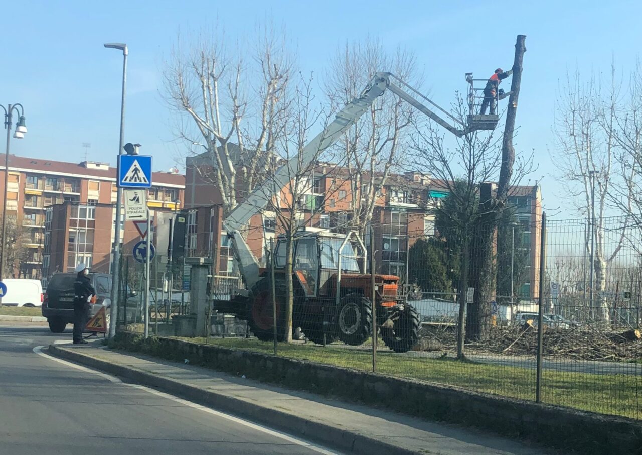 Partito l’abbattimento dei cinque alberi del viale storico del Canale Cavour
