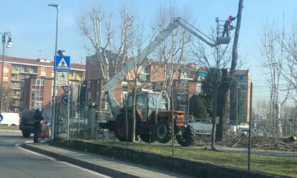 Partito l'abbattimento dei cinque alberi del viale storico del Canale Cavour